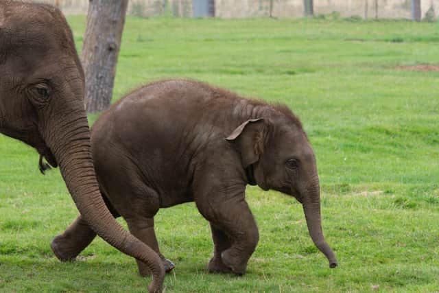 “Thanks to advancements in camera technology we’re able to learn so much more about these incredible animals,” he said.