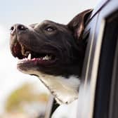Reports of dog thieves a cause for concern in Donegal