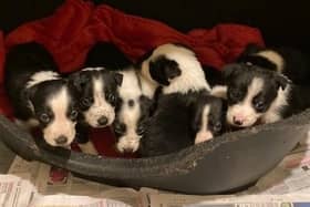 Eight collie pups arrived on Monday
