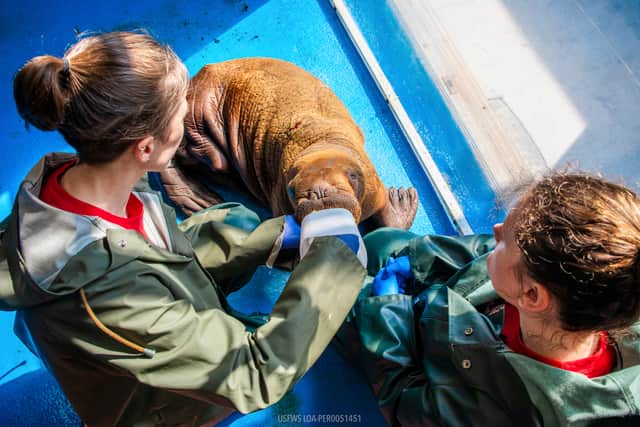 In an effort to mimic the near-constant care a calf would get from its mother, the walrus is receiving “round-the-clock cuddling” to keep him calm and aid in his development, the centre said.
