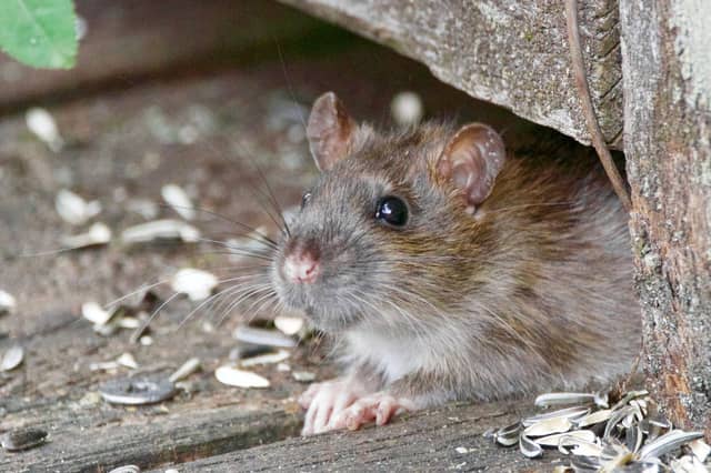 A local resident says that he caught a rat within eight minutes of setting a trap at Gort an Óir in Clonmel