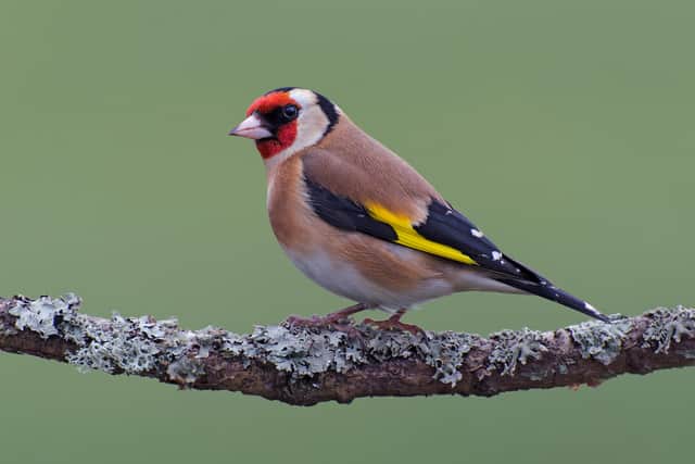 1. Goldfinch