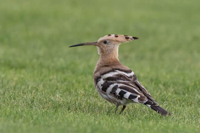 2. Hoopoe