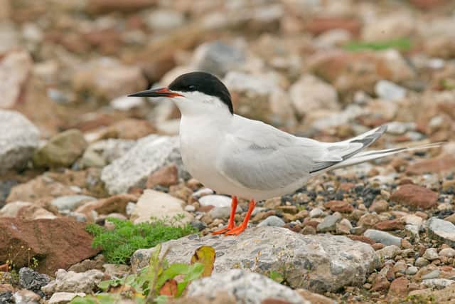 3. Roseate tern