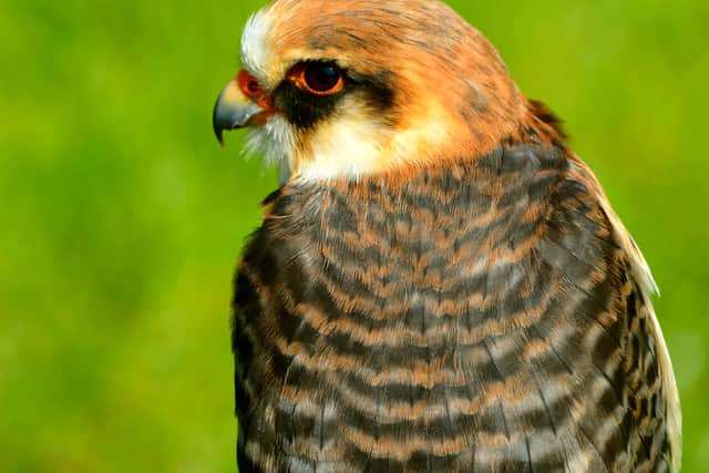 4. Red-footed falcon