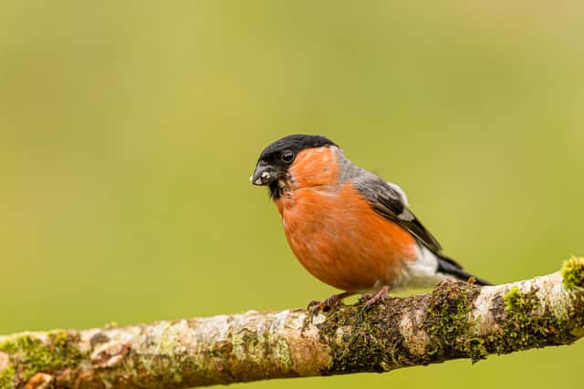 5. Bullfinch