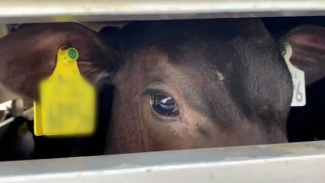 Young dairy calves being kicked at an Irish Mart captured by undercover filming