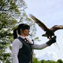The Hawkeye School of Falconry is located at the Lyrath Estate Hotel