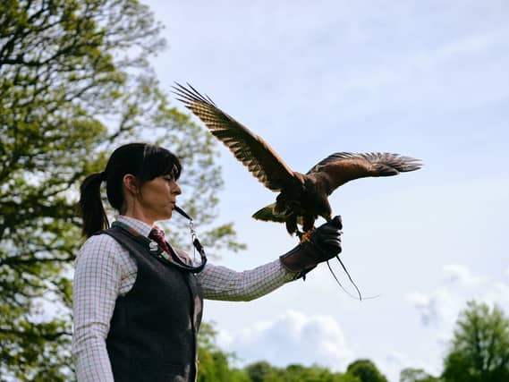 The Hawkeye School of Falconry is located at the Lyrath Estate Hotel
