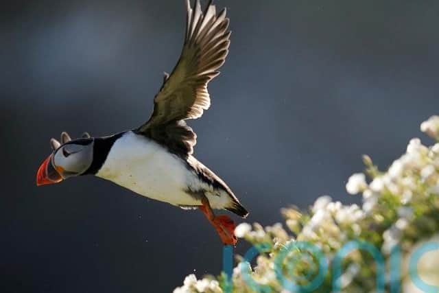 “We do know that Ireland is of international importance to puffins, we have some very large puffin colonies around the Irish coast. But more survey work needs to be done to see how their chicks are surviving,” he said.