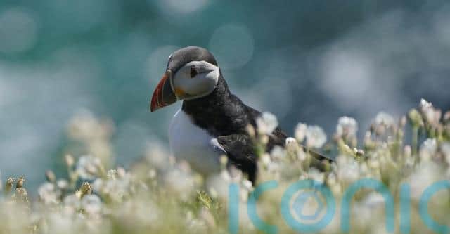 “That that sort of ‘clown makeup’ look they have on their face, those big beaks that they have – they almost look like a cartoon. Of course people really would like to see them.”