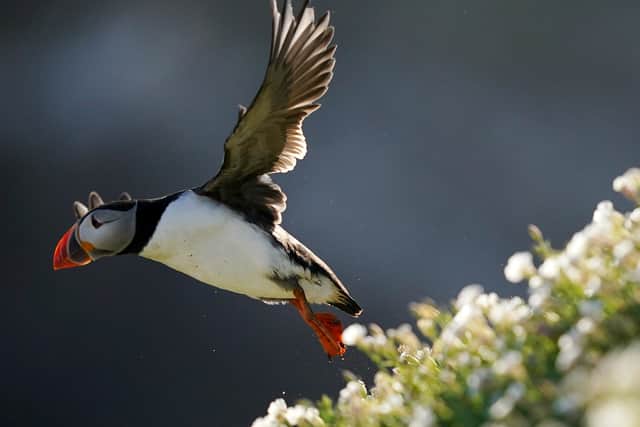 “We do know that Ireland is of international importance to puffins, we have some very large puffin colonies around the Irish coast. But more survey work needs to be done to see how their chicks are surviving,” he said.