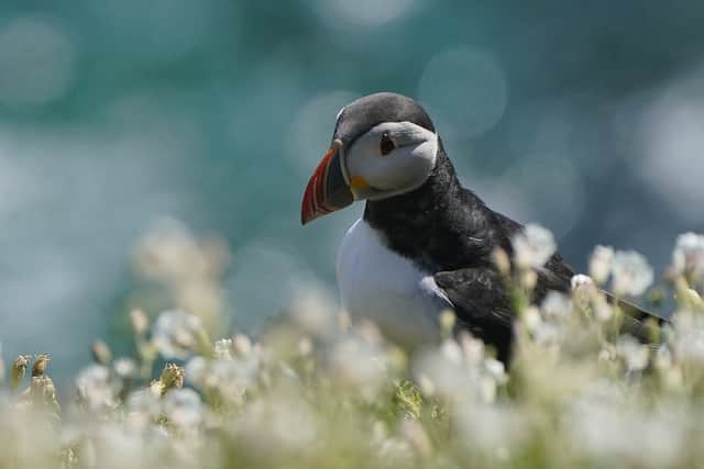 “That that sort of ‘clown makeup’ look they have on their face, those big beaks that they have – they almost look like a cartoon. Of course people really would like to see them.”