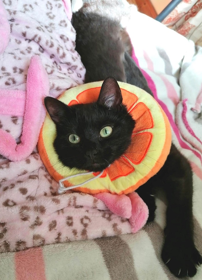 Muffin is recovering well from surgery