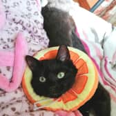 Muffin is recovering well from surgery