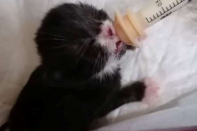 another died shortly after birth.