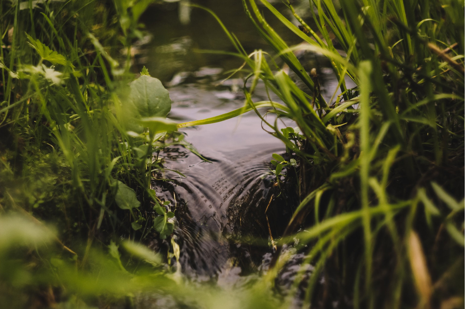 No one knows where the stream comes from but Tipperary people cleaned ...