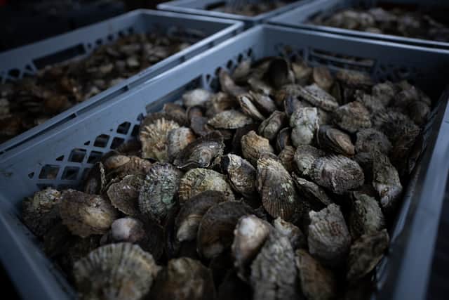 The oysters have been transferred from South Wales to seed in the new habitat created in the Swanwick bend of the river Hamble in Hampshire.