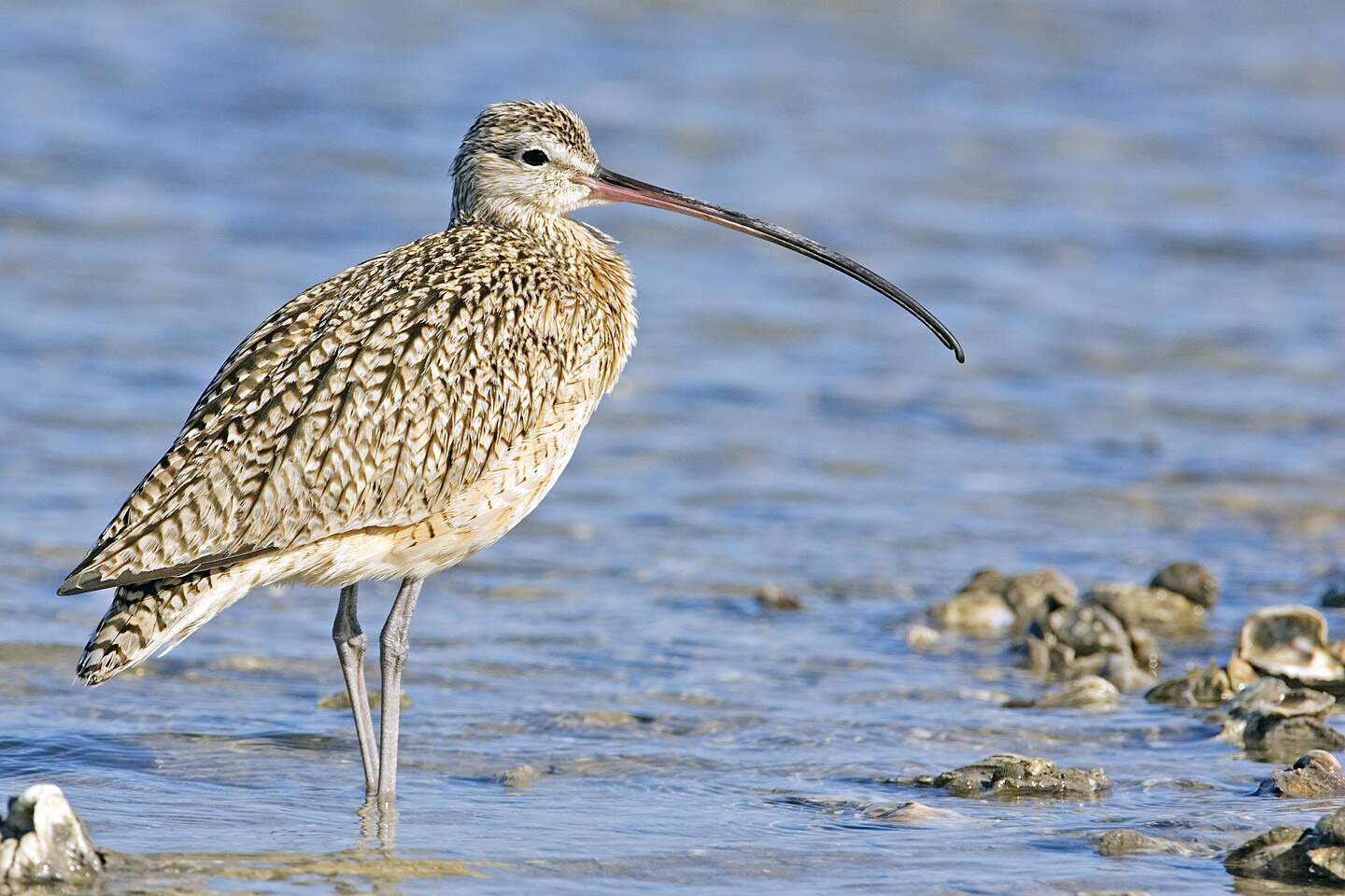 World Curlew Day is April 21