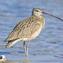 World Curlew Day is April 21