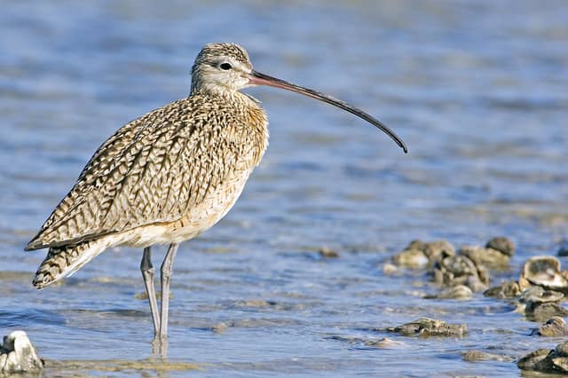 World Curlew Day is April 21