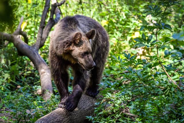 The Trento provincial authorities ordered the bear, who was identified as his killer through her DNA, to be euthanised but an animal rights group appealed to an administrative court, which suspended the order on April 11.