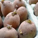 You can use old egg cartons  chitting potatoes in a sunny windowsill