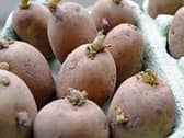 You can use old egg cartons  chitting potatoes in a sunny windowsill