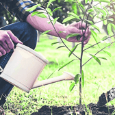 The time of year is a good time to plant a tree