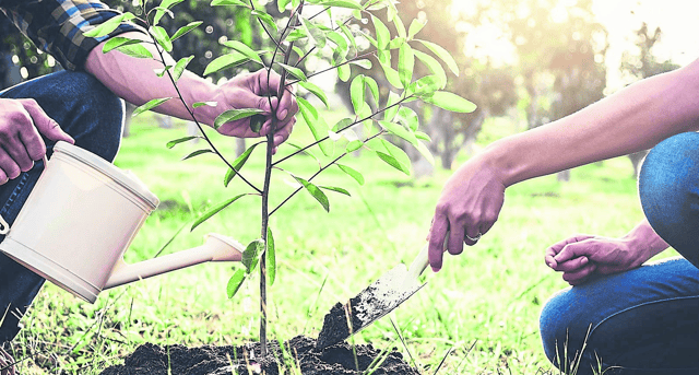 The time of year is a good time to plant a tree