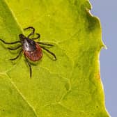 The black legged tick is associated with disease transmission. Image: Pixabay