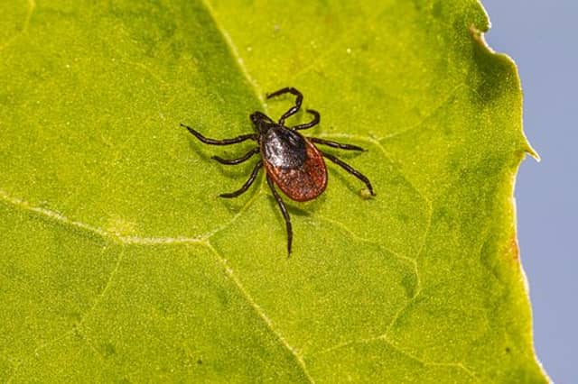 The black legged tick is associated with disease transmission. Image: Pixabay