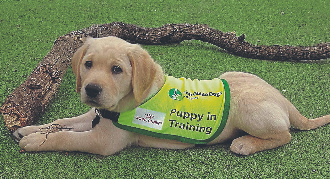 ‘Flexible’ puppy raisers sought for ‘guide’ training program in Limerick
