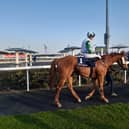 Harry's Bar recorded his seventh win at Dundalk for trainer Ado McGuiness last week.  His next outing is set to be in a valuable race in Saudi Arabia
