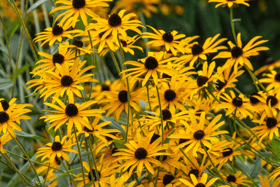Divide  and conquer: These Rudbeckia flowers are perfect for splitting  up