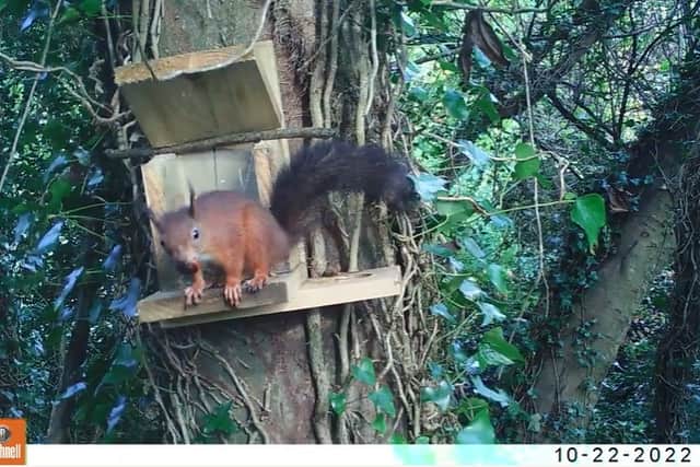 “The pine marten and red squirrel have evolved together in our local ecosystems and can much more easily share habitat.