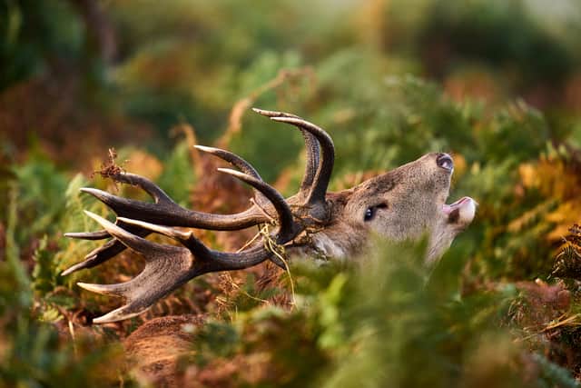 “To ensure the survival of this internationally-important habitat, we have been granted authorisations by the Scottish Government agency NatureScot that will allow us to reduce deer numbers to a sustainable level.