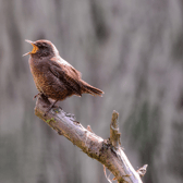 The wren, the wren, the king of all birds.