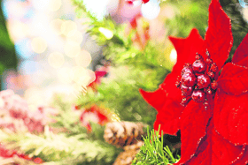 Is it even Christmas without a Poinsettia?