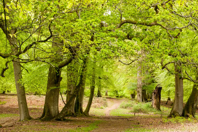 The study, carried out on the Crown Lands that form the core of the New Forest landscape, is led by Forestry England and Wild New Forest, with support from Hampshire and Isle of Wight Wildlife Trust and a grant from the Love The Forest scheme.