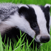 Pet hates: Badgers can't be kept as pets by Tipperary council housing tenants