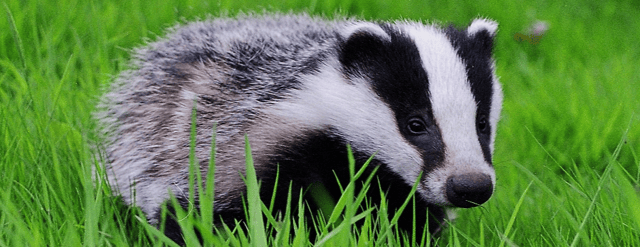 Pet hates: Badgers can't be kept as pets by Tipperary council housing tenants