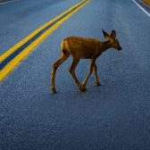 Tipperary councillors raise concerns over deer wandering on this national route