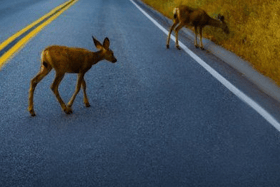 Tipperary councillors raise concerns over deer wandering on this national route