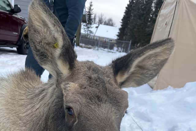 He said: “It looks like the moose had been trying to eat some vegetation by the window well of a basement window and fell into it, and then fell into the basement through the glass.”