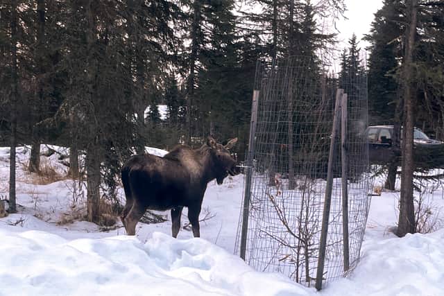 Photos of the morning rescue show the moose appearing unfazed, simply looking ahead between the two men carefully manoeuvring the front of the stretcher down a hallway.