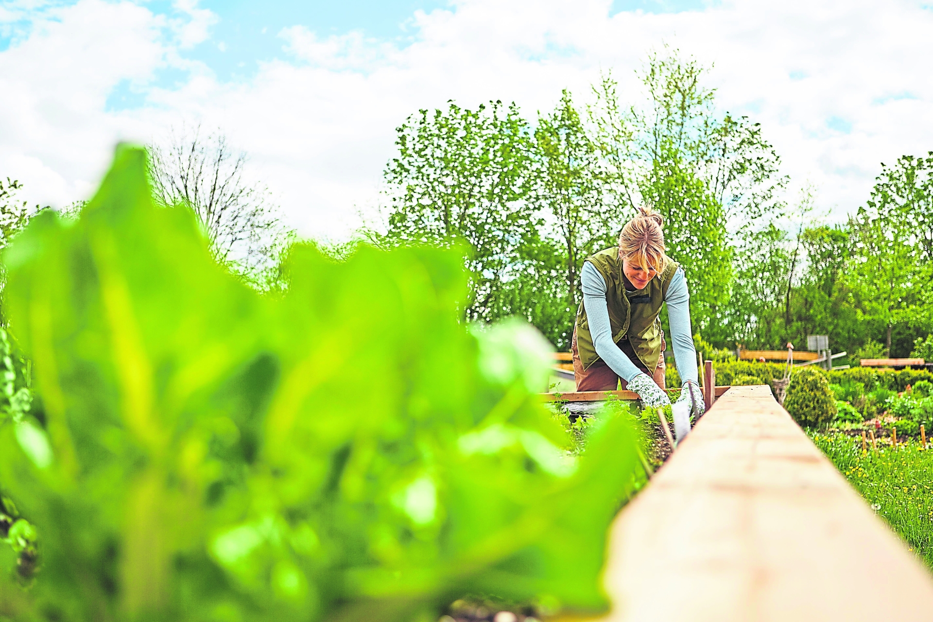 KILDARE GARDENING COLUMN: Palms, olives and trees of every kind