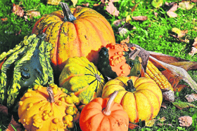 A number of varieties of pumpkins  do well in our Irish climate