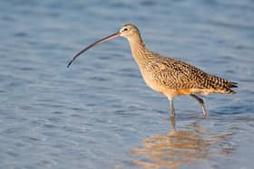 The curlew is on the Red List of species of conservation concern which means it's under severe threat of extinction. There are only a hundred breeding pairs left in the Republic of  Ireland.