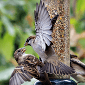 If you feed the birds during the winter, they will repay you in the spring and summer by finding and eating a lot of your garden pests